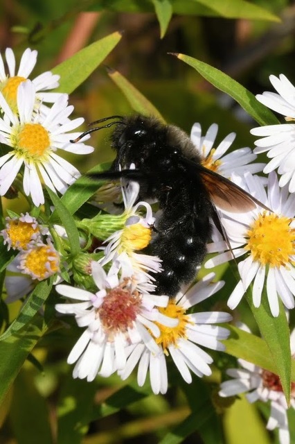 Xylocopa violacea - kék fadongó