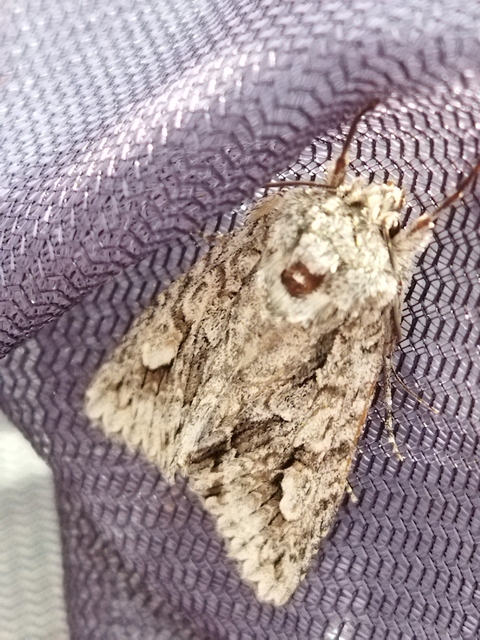 Meganephria bimaculosa - kétfoltos szilbagoly