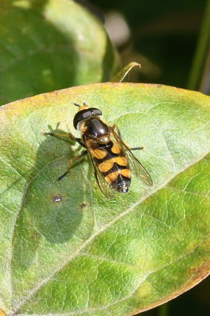 Didea fasciata - sárgafoltos lapospotrohúlégy