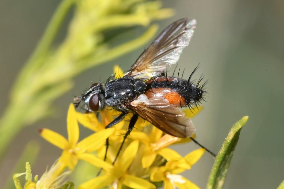 Eriothrix rufomaculatus