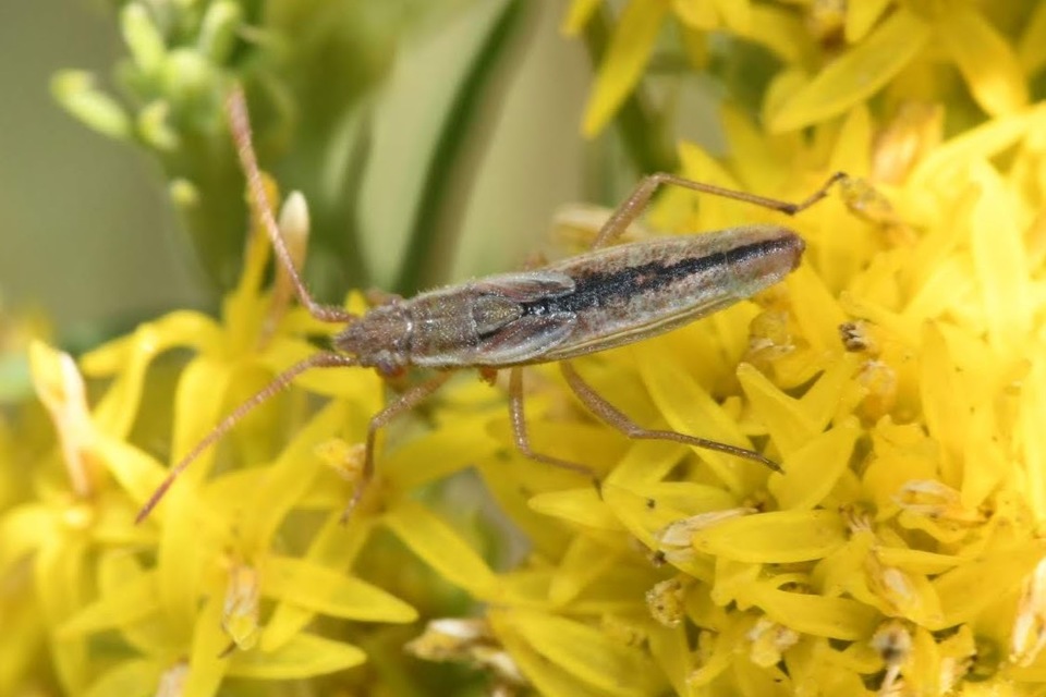 Myrmus miriformis - kurtaszárnyú karimáspoloska