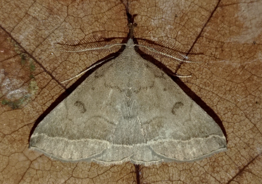 Pechipogo plumigeralis - tollascsápú karcsúbagoly