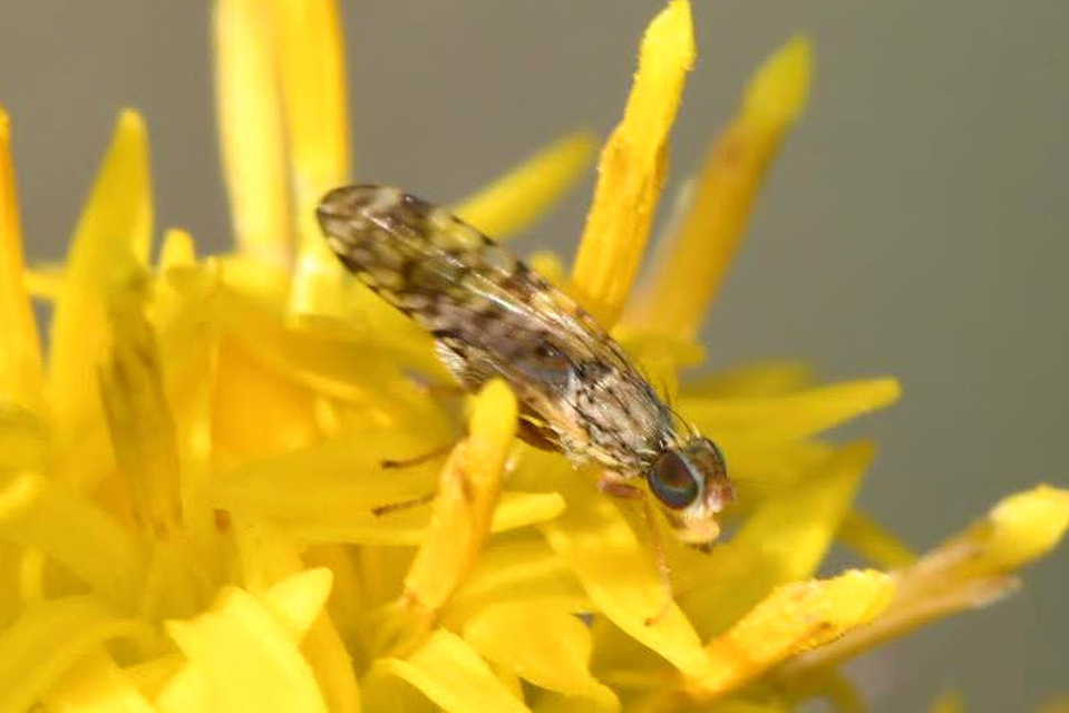 Dioxyna bidentis