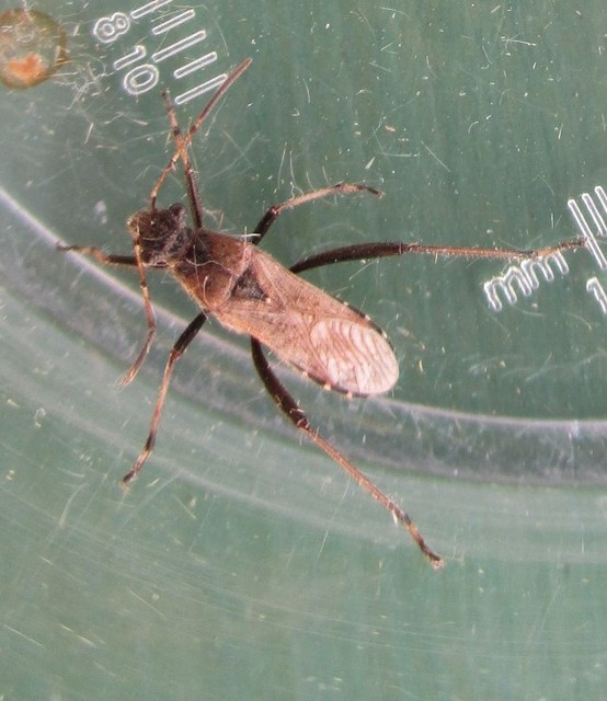 Alydus calcaratus - szőrös tövispoloska