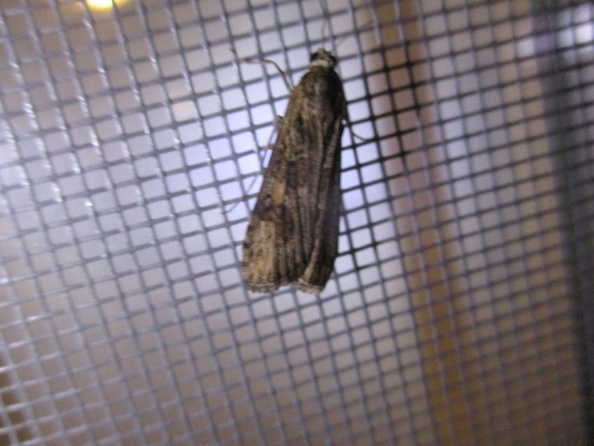 Nomophila noctuella - közönséges vándormoly