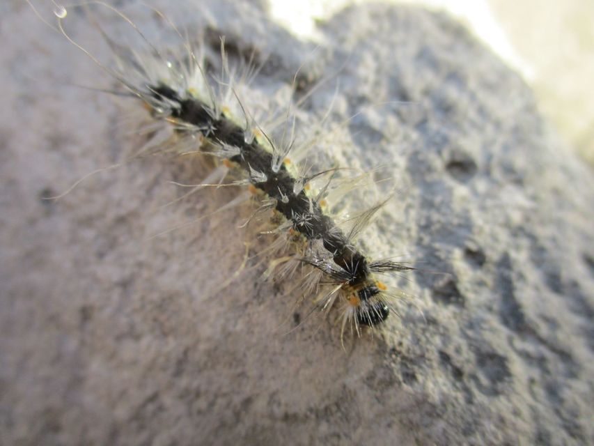 Hyphantria cunea - amerikai fehér medvelepke