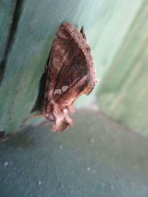 Chrysodeixis chalcites - déli aranybagoly