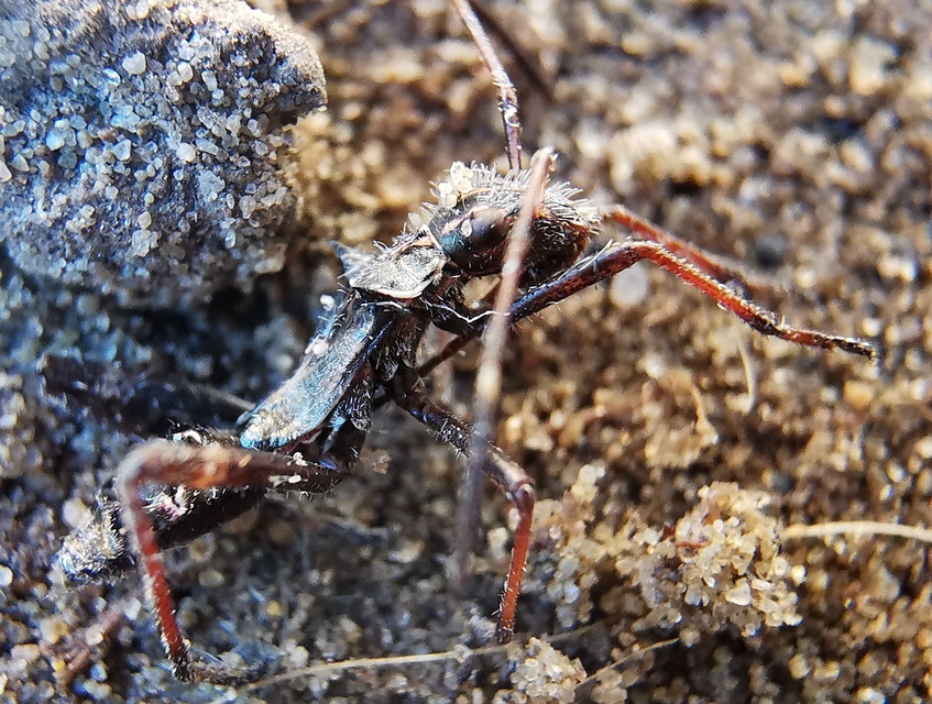 Camptopus lateralis - görbelábú karimáspoloska
