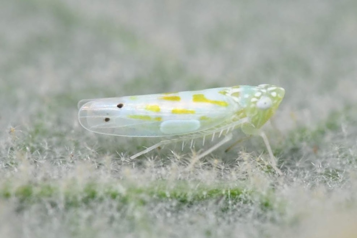Micantulina stigmatipennis