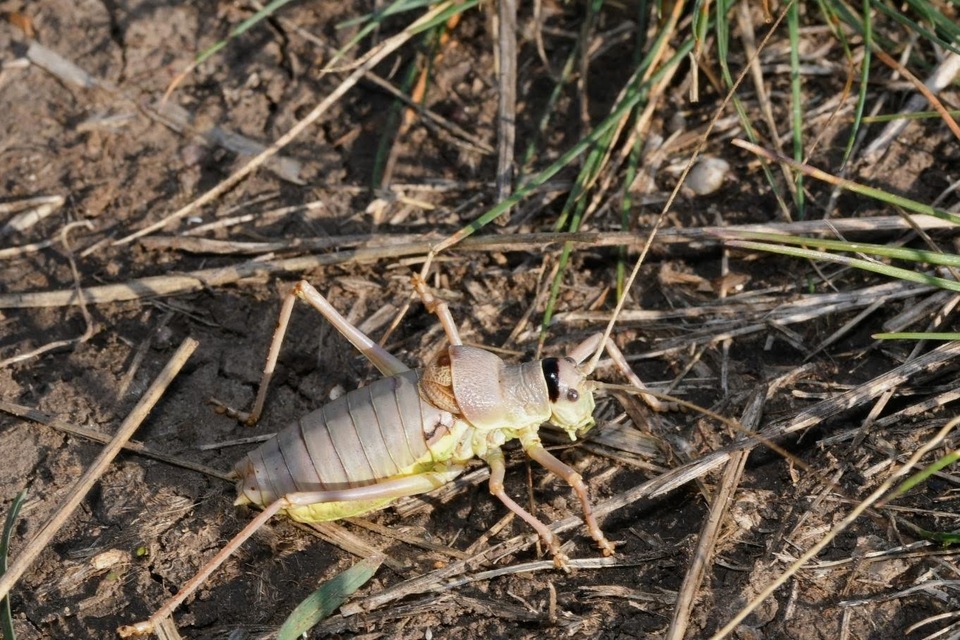 Ephippiger ephippiger - nyergesszöcske