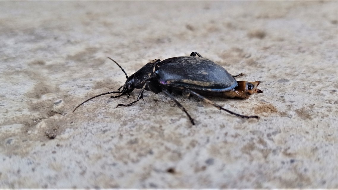 Carabus germarii exasperatus - dunántúli kékfutrinka Carabus germarii exasperatus - dunántúli kékfutrinka