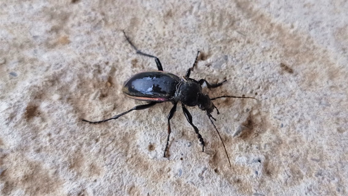 Carabus germarii exasperatus - dunántúli kékfutrinka Carabus germarii exasperatus - dunántúli kékfutrinka