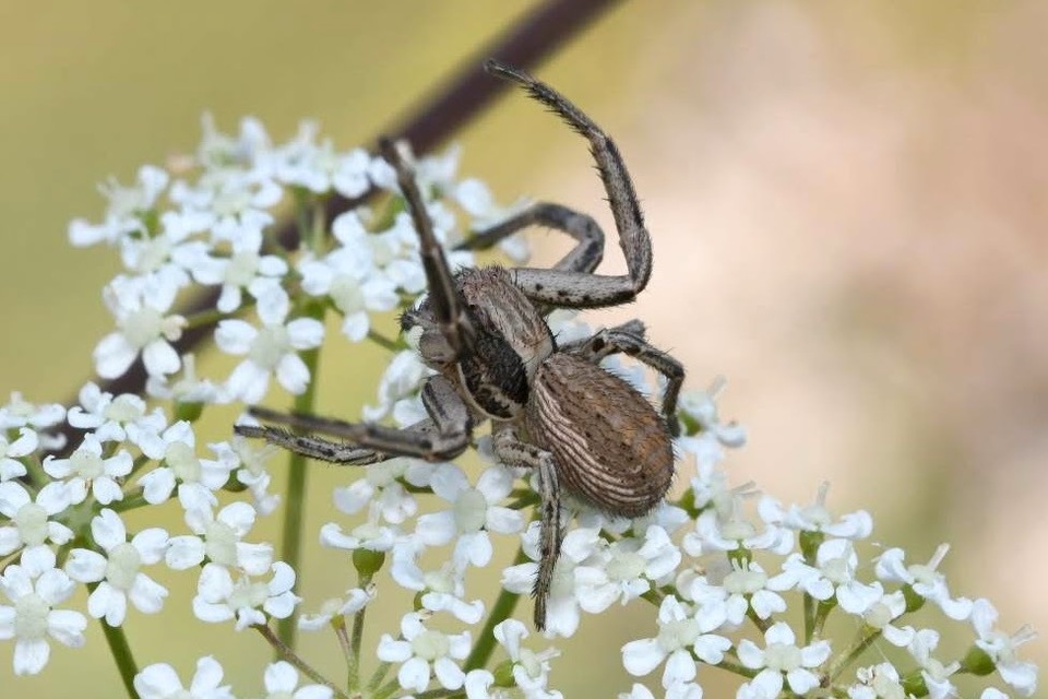 Spiracme striatipes - csíkoslábú karolópók