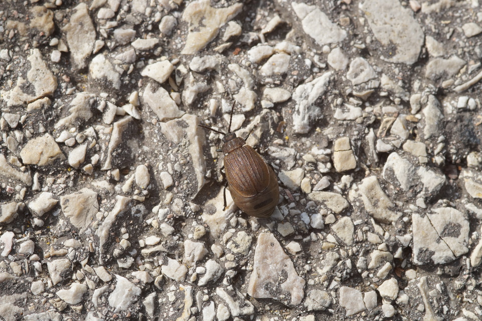 Galeruca pomonae - barna olajosbogár