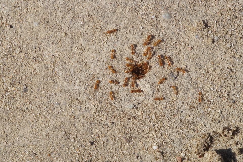 Solenopsis fugax - tolvajhangya