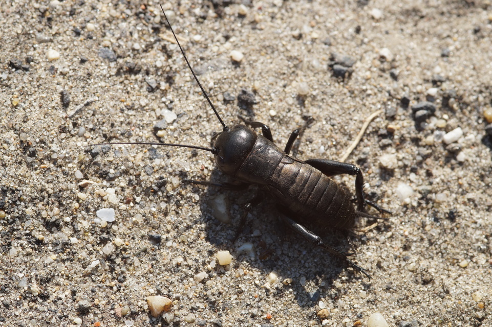 Gryllus campestris - mezei tücsök