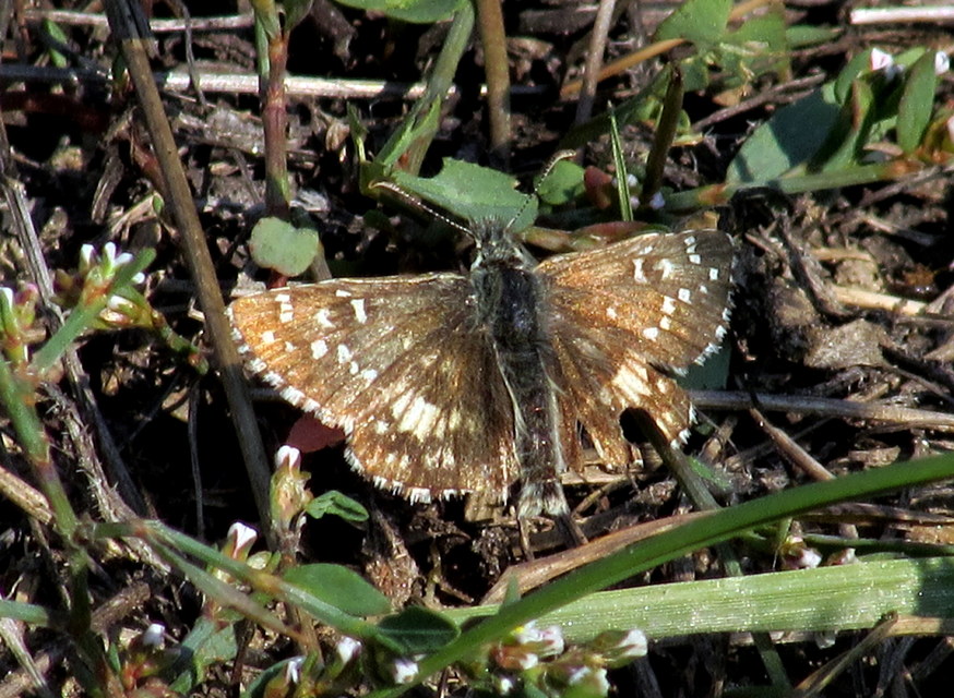 Pyrgus armoricanus - feles busalepke