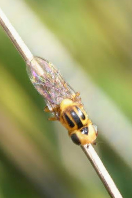 Chlorops