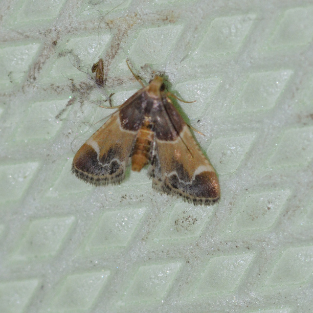 Pyralis farinalis - lisztilonca