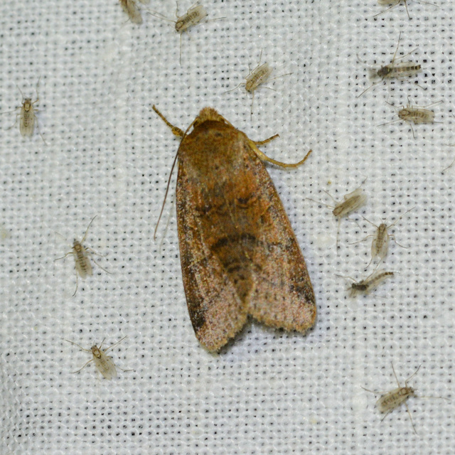 Anchoscelis nitida - rozsdabarna őszibagoly