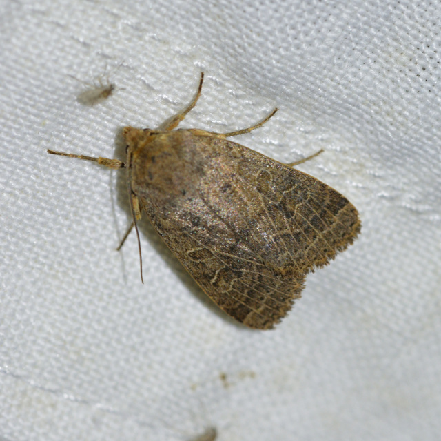 Anchoscelis nitida - rozsdabarna őszibagoly