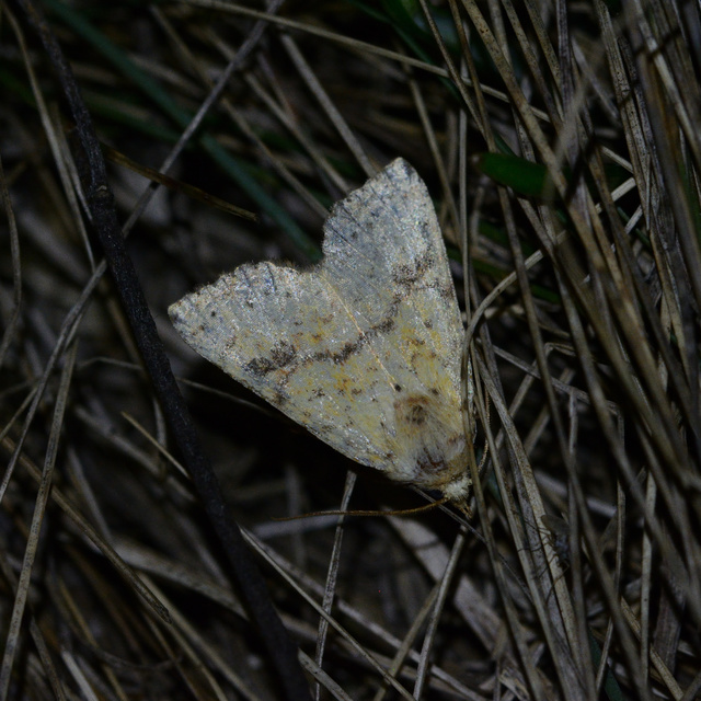 Tiliacea sulphurago - kénes sárgabagoly