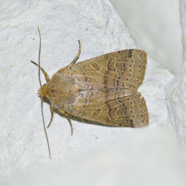 Anchoscelis nitida - rozsdabarna őszibagoly
