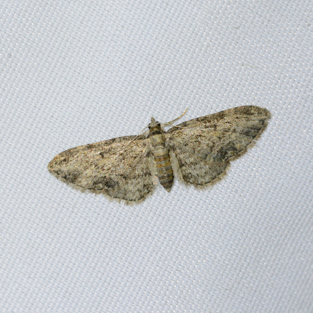 Eupithecia inturbata - juhar-törpearaszoló