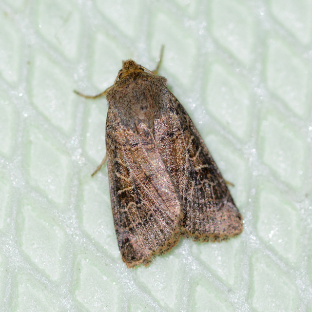 Anchoscelis nitida - rozsdabarna őszibagoly