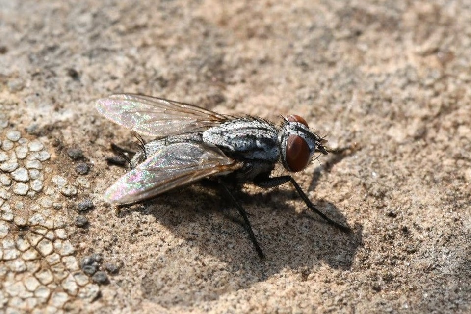 Sarcophagidae - húslégyfélék