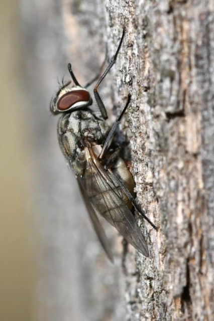 Stomoxys calcitrans - szuronyos istállólégy
