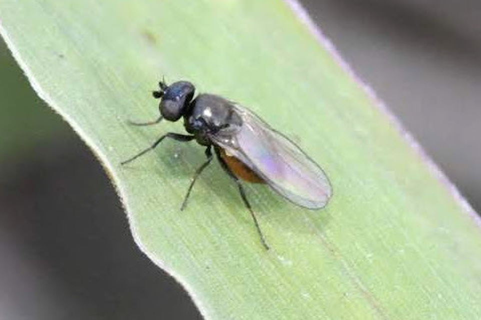 Chloropidae - gabonalegyek