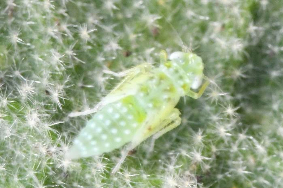 Micantulina stigmatipennis