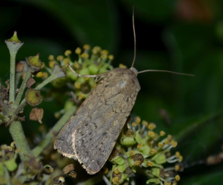 Rhyacia simulans - hamvas földibagoly