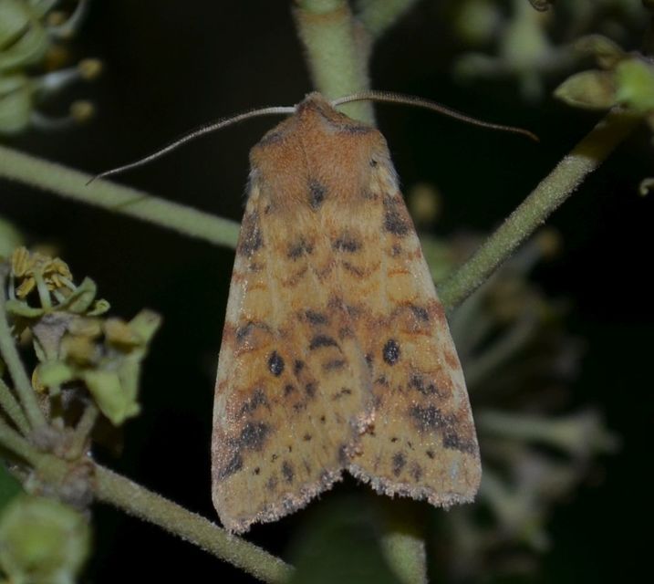 Cirrhia gilvago - foltos sárgabagoly