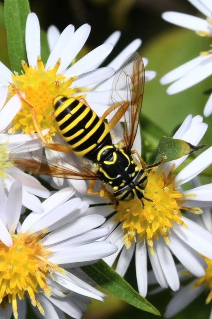 Spilomyia saltuum - keskenysávú odúzengőlégy