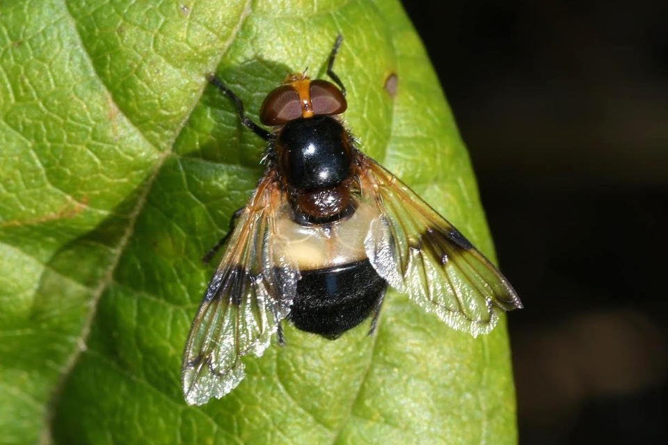Volucella pellucens - üvegpotrohú pihelégy