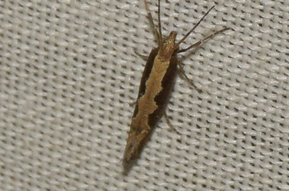 Plutella xylostella - káposztamoly