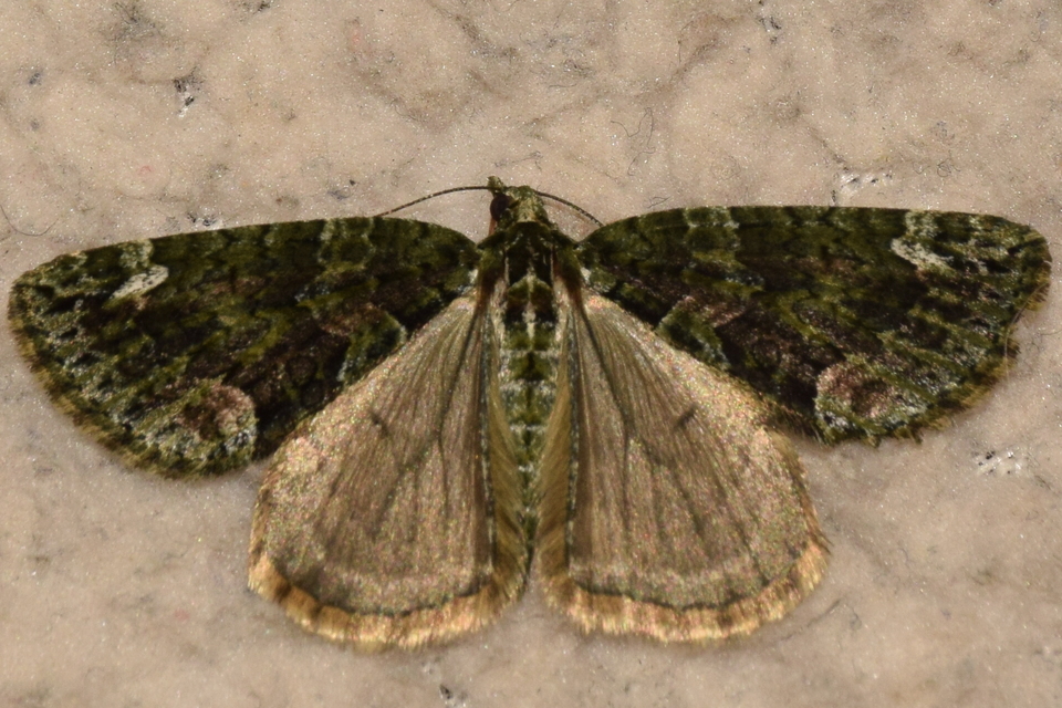 Chloroclysta siterata - salátazöld araszoló