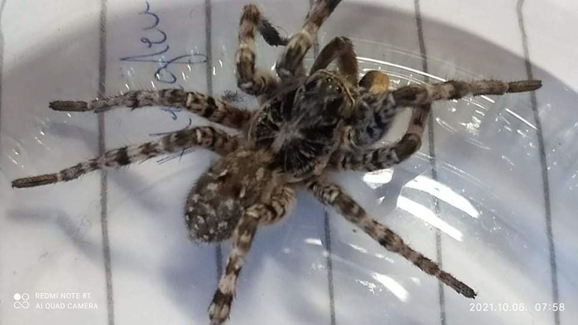 Lycosa singoriensis - szongáriai cselőpók