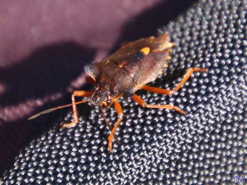 Pentatoma rufipes - vöröslábú címerespoloska Pentatoma rufipes - vöröslábú címerespoloska