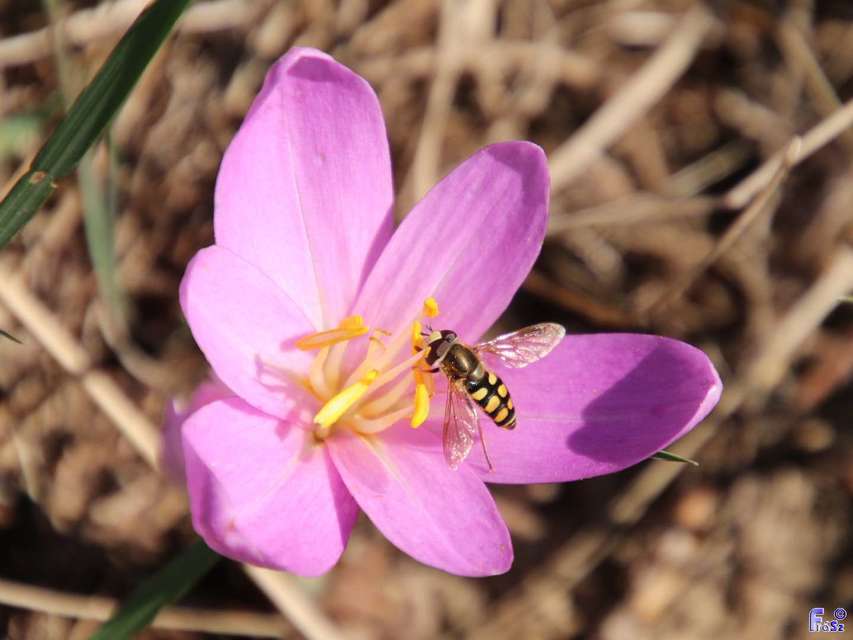 Eupeodes corollae - gyakori mezeilégy