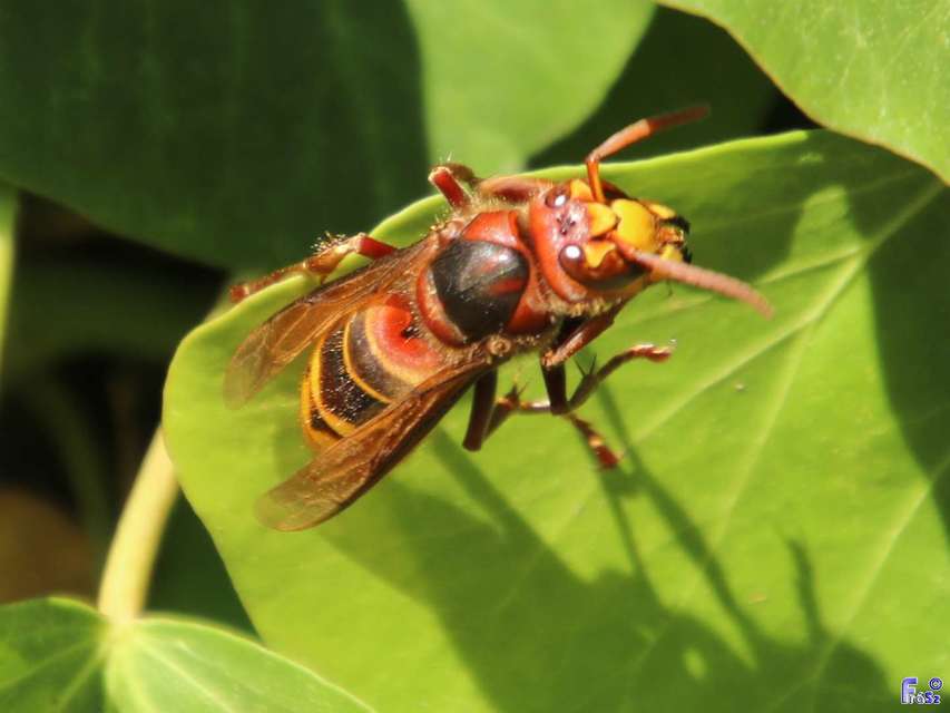 Vespa crabro - lódarázs