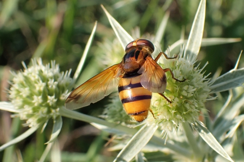 Volucella inanis - háromöves pihelégy