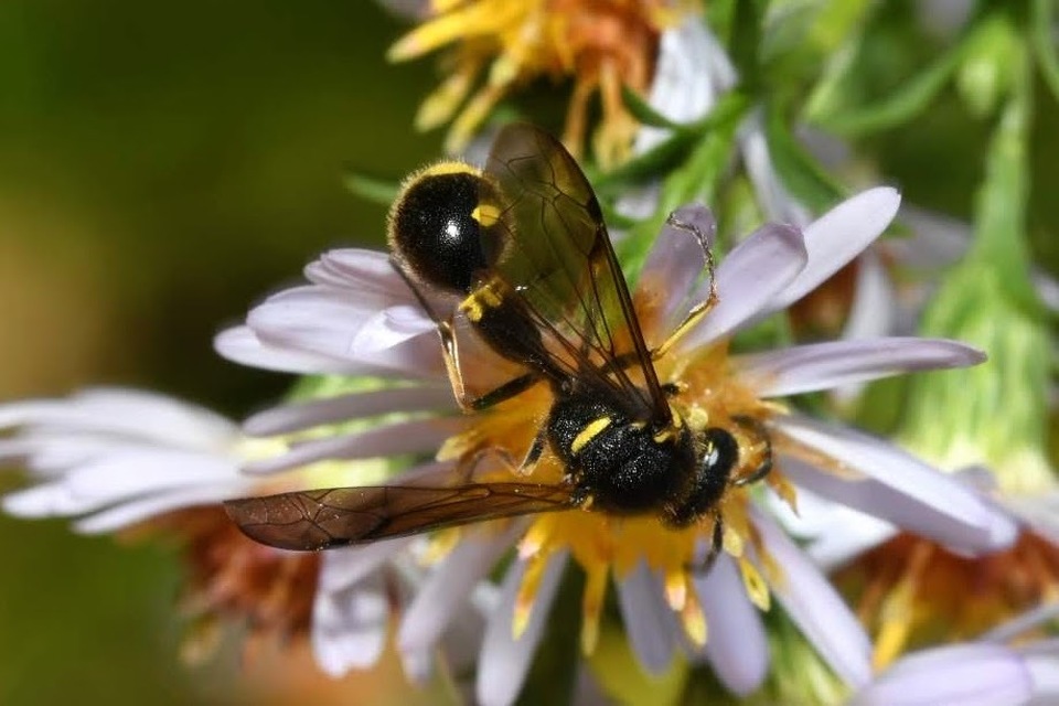 Eumenes coronatus