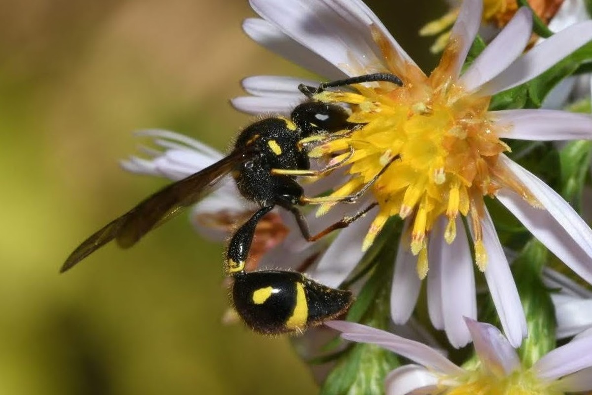 Eumenes coronatus
