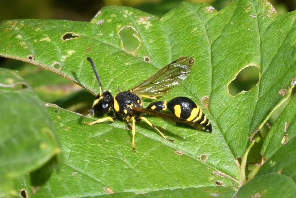Eumenes