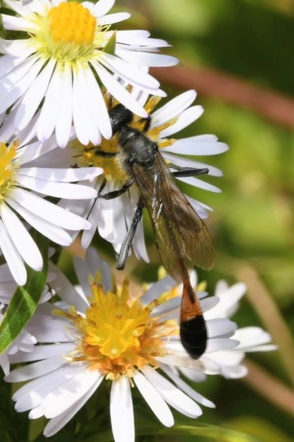 Ammophila sabulosa - homoki hernyóölődarázs