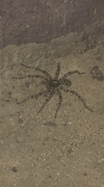 Lycosa singoriensis - szongáriai cselőpók