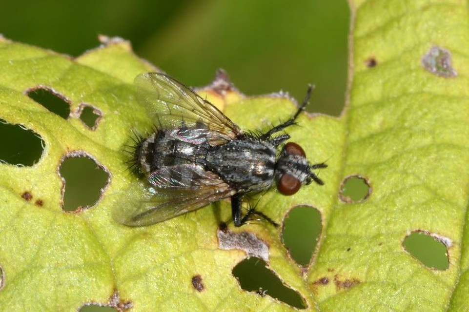 Sarcophagidae - húslégyfélék